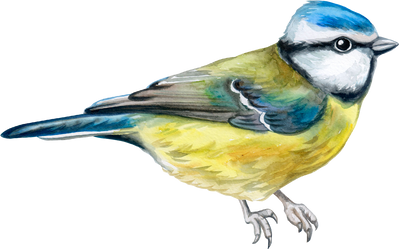 Tit Bird Watercolor illustration